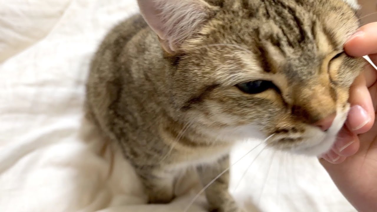 大好きな妹と再会してふみふみが止まらなくなりました&hellip;！