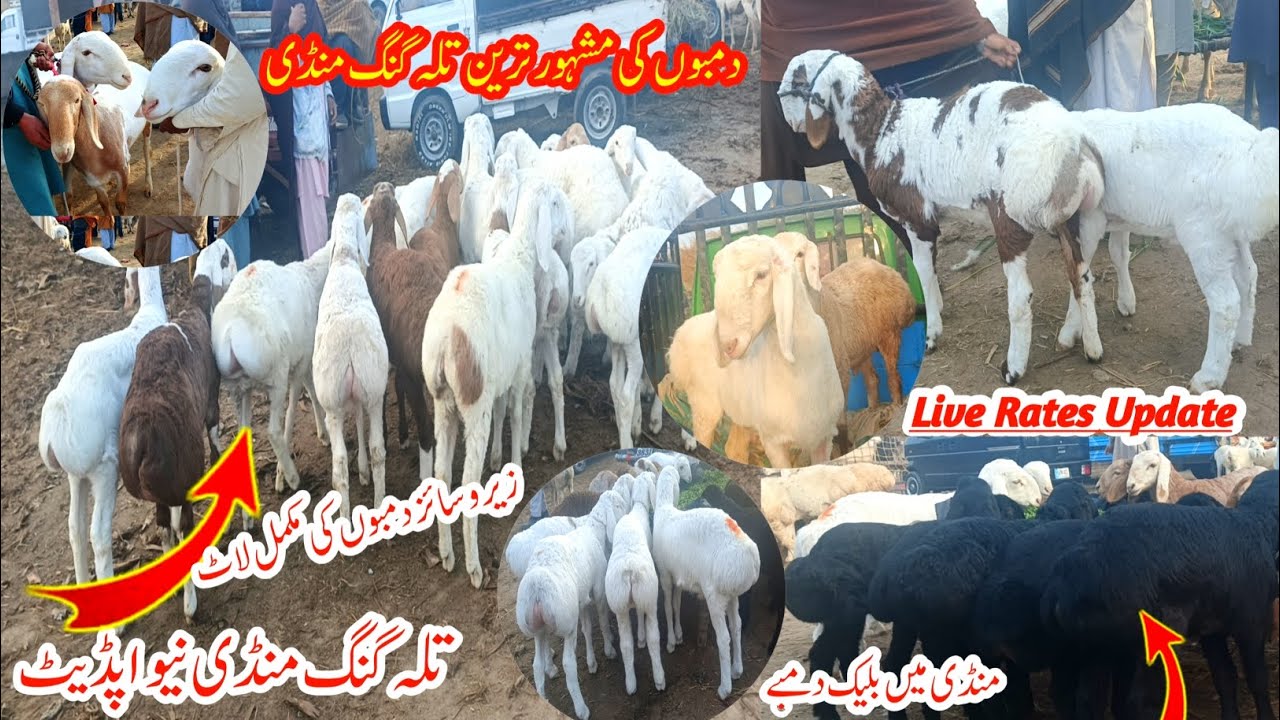 Talagng turkey dumba Mandi. New update - Dumba kids - ziro zaiz turkey dumba farming Talagng