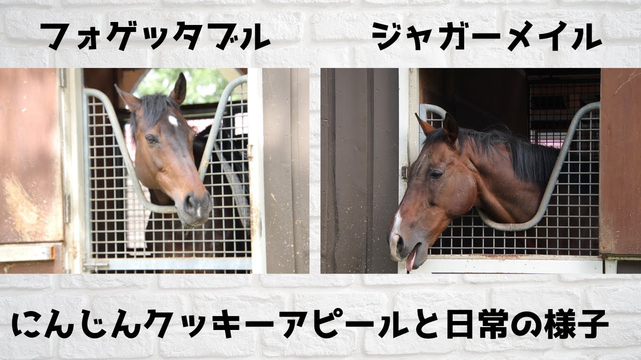 【フォゲッタブル＆ジャガーメイル】普段の素の様子