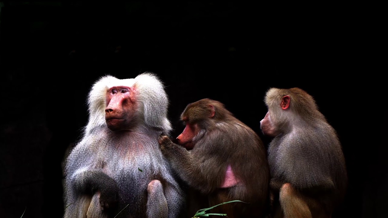 Baboons form a species of vertical monkeys from the Cercopithecidae family