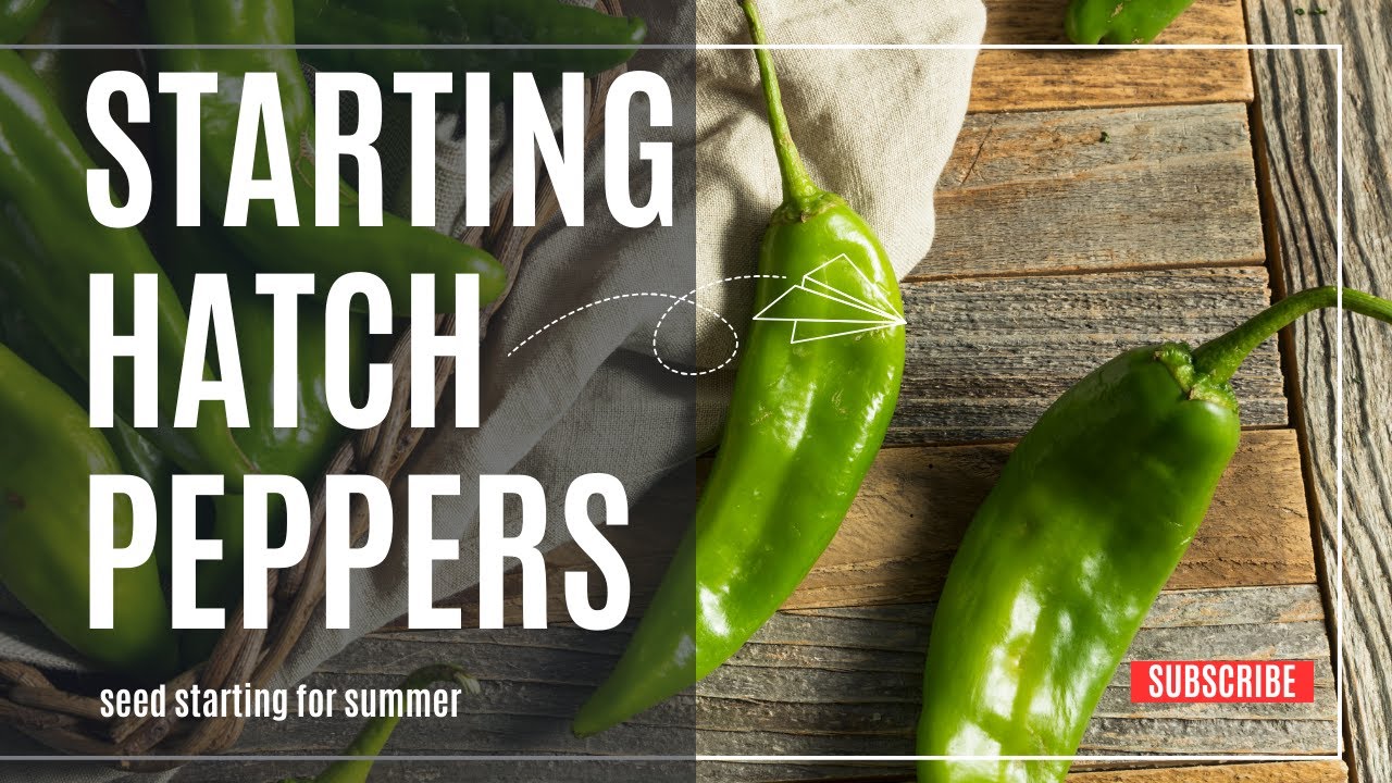 Growing Flavorful Hatch Chile Peppers From Seeds