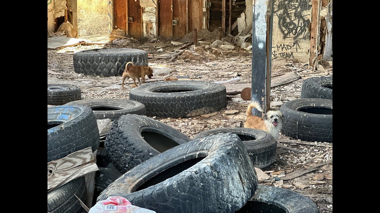 16 Little Dogs Dumped In Abandoned Home By The Salton Sea
