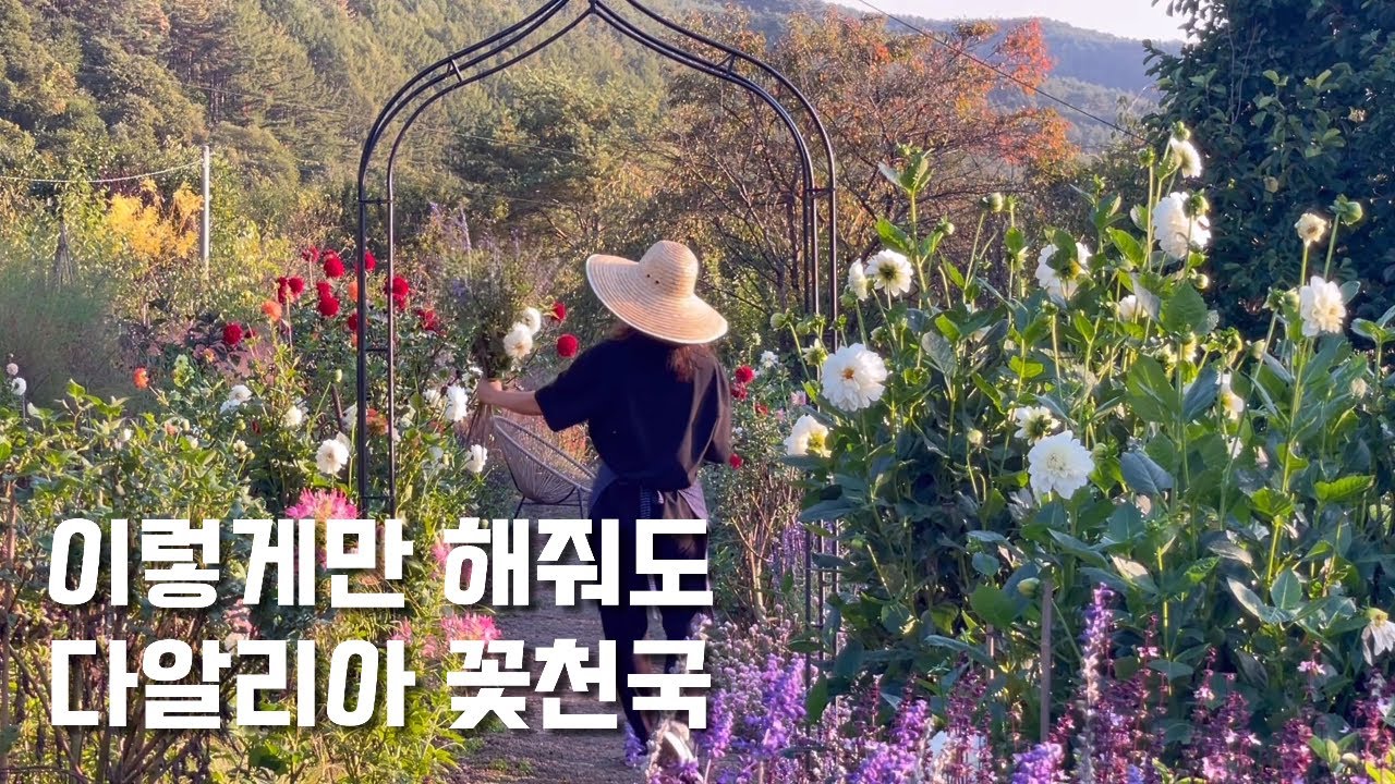 [분양마감] 다알리아 꽃이 활짝 피었습니다 | 다알리아를 잘 키우는 방법