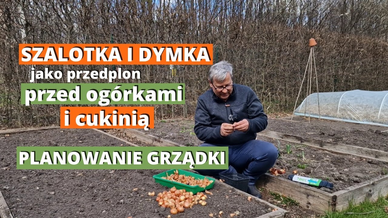 SZALOTKA I DYMKA jako przedplon og&oacute;rk&oacute;w i cukinii. Co teraz posadzić na grządkach przed og&oacute;rkami.