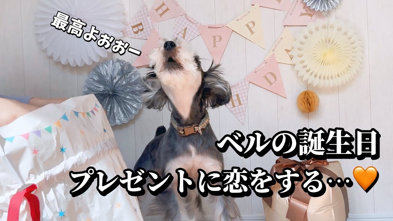 愛犬ベルの誕生日！プレゼントしたオモチャに大興奮な姿が可愛すぎた