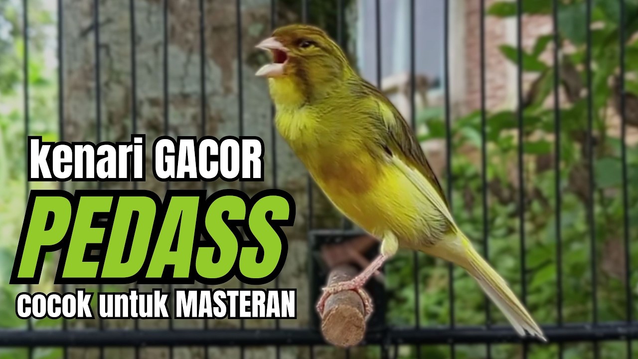 Masteran KENARI GACOR ngeroll panjang,Cuit Cuit Emosi AMPUH bikin kenari nyaut ,Masteran MURAI BATU