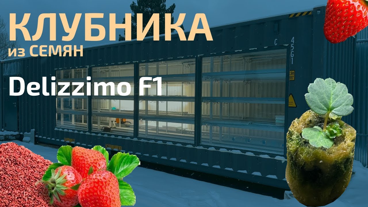 КЛУБНИКА F1 из семян. ПЛЮСЫ И МИНУСЫ для выращивания в контейнере.