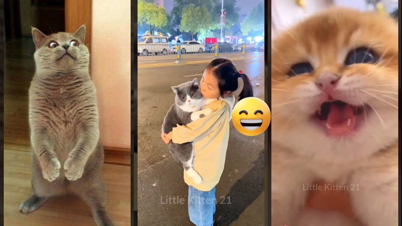 Cat Lover 🐱 Funny Cat Videos 😅 #worldofanimals Episode 4632