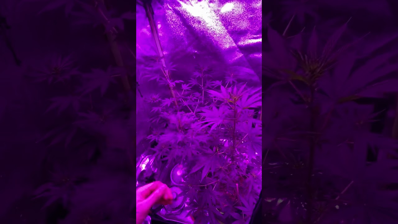 2 weeks into flower