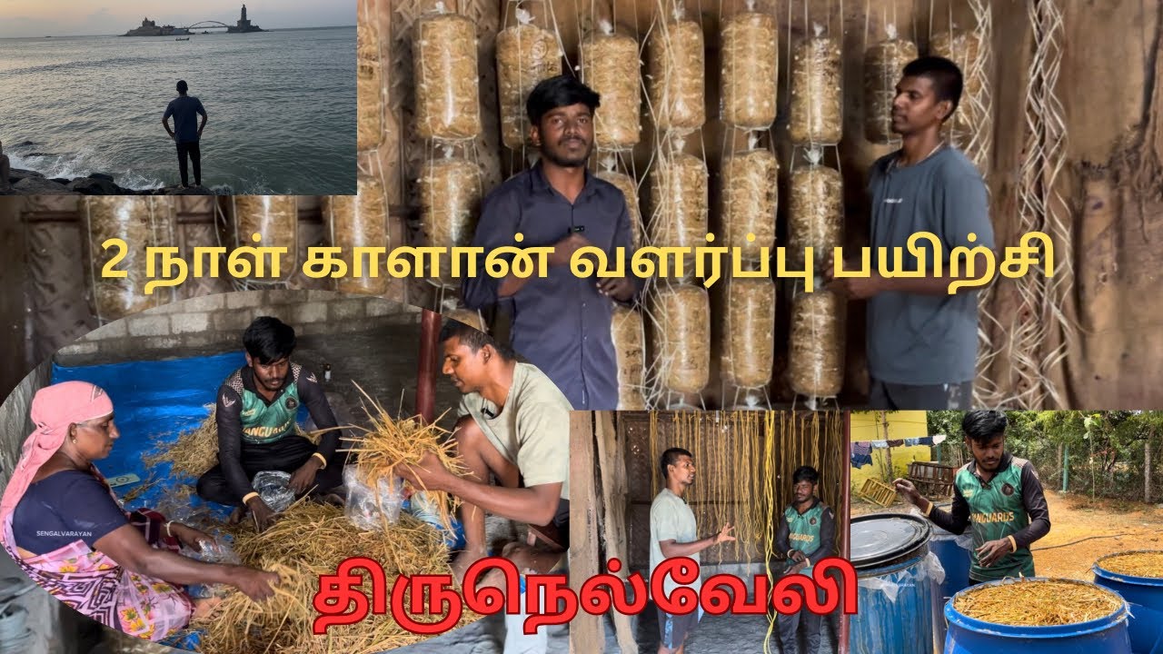 திருநெல்வேலியில் சிப்பி காளான் வளர்ப்பு பயிற்சி 2 நாள் அனுபவம் 🍄👌 #oystermushroom #mushroomkit 