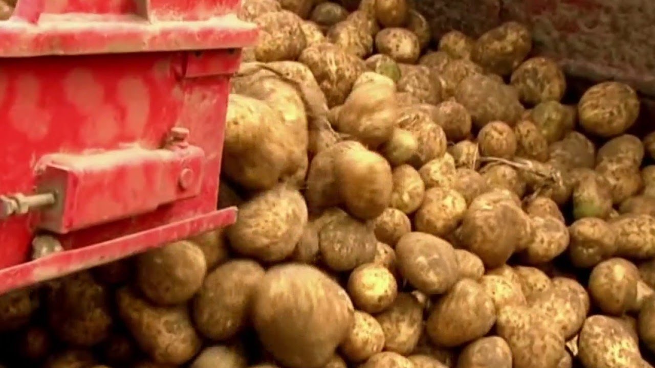 Conso - Conservation de la pomme de terre