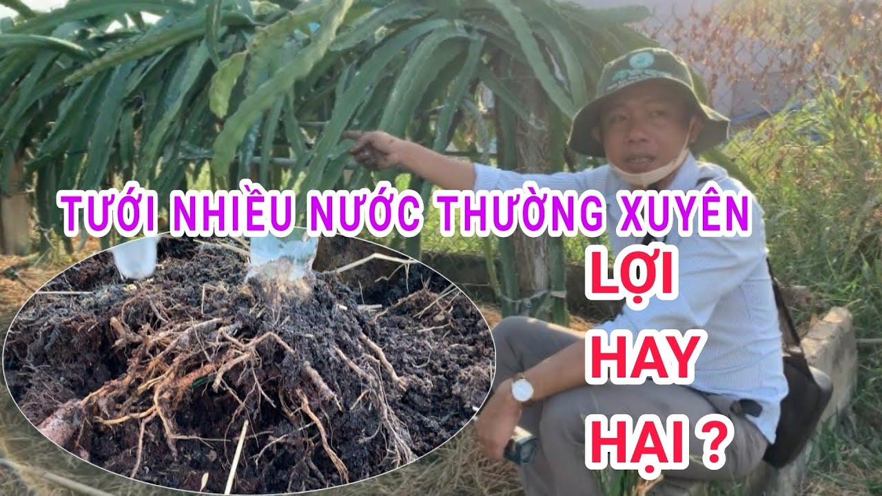 Thường xuyên tưới nhiều nước cho Thanh Long ruột đỏ và kết quả | Vườn chị Dung(A Dũng) -Gò Công Đông