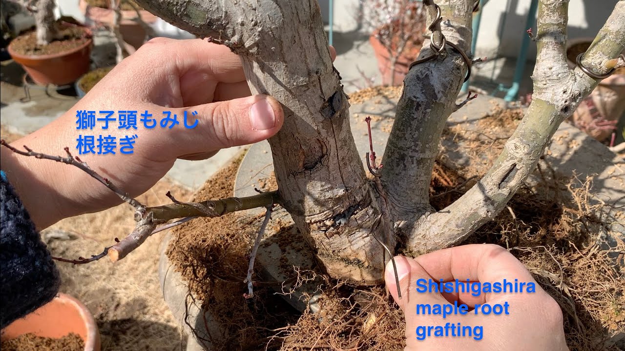 獅子頭もみじ盆栽の根接ぎ Shishigashira maple root grafting