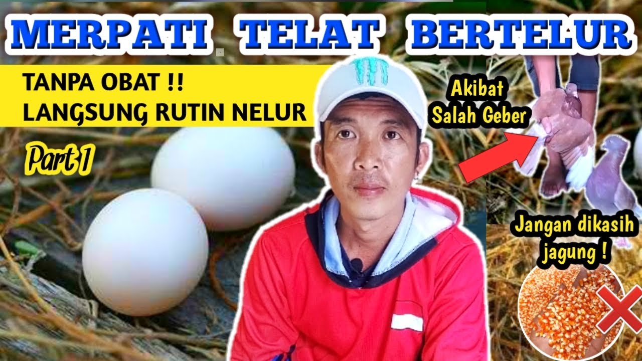 TRIK KHUSUS MERPATI AUTO RUTIN BERTELUR !!! DIJAMIN JOSS #part1