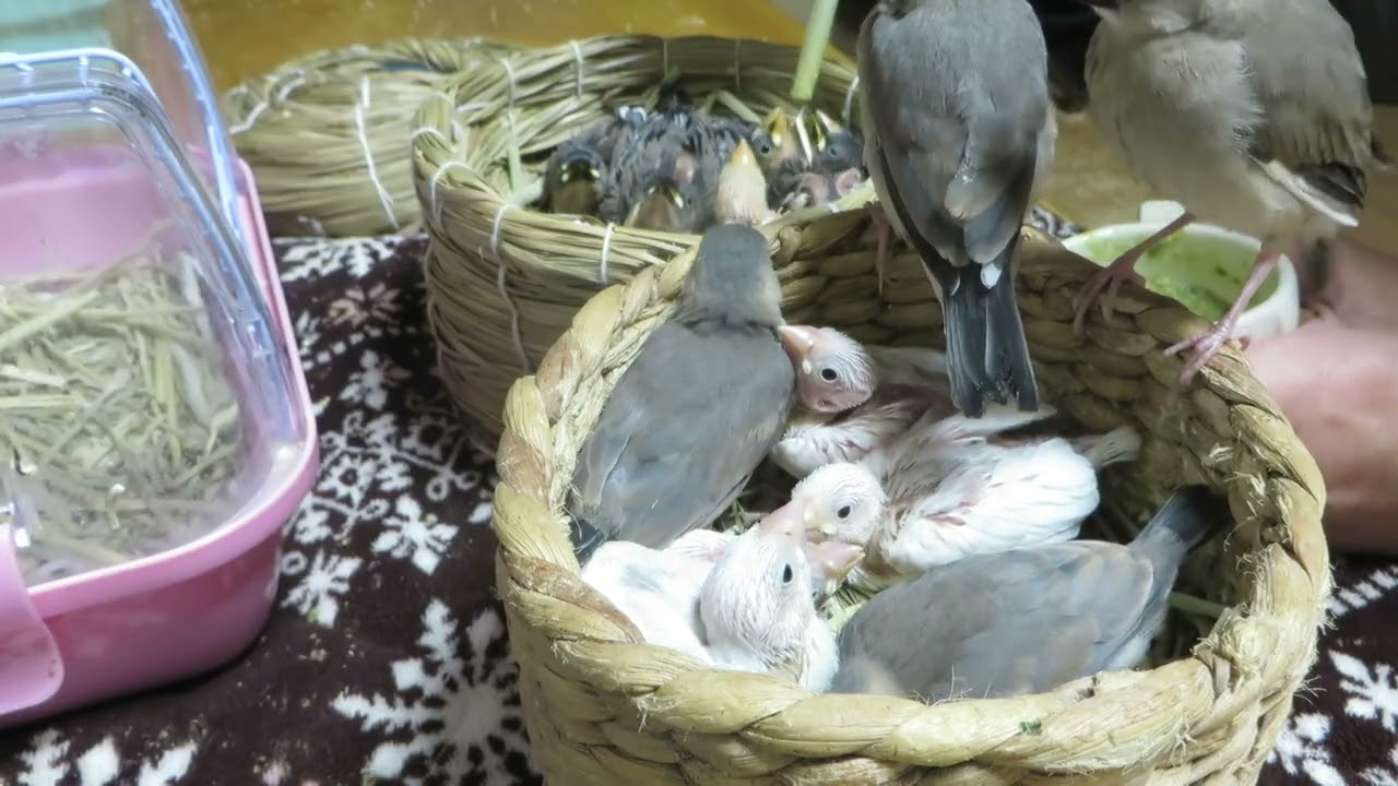 【文鳥屋】ヒナたちいっぱいカオスな差し餌