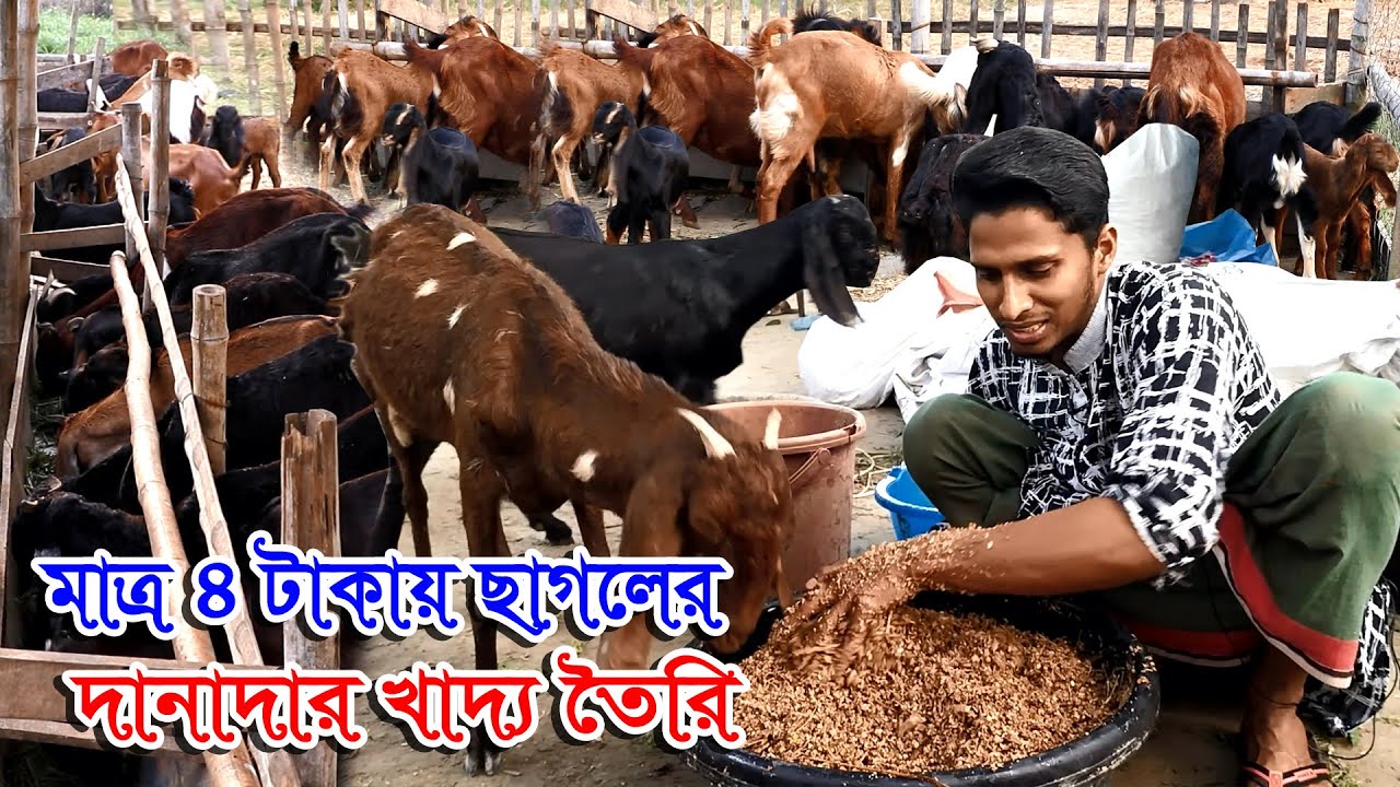 মাত্র ৪ টাকায় ছাগলের খাদ্য তৈরি | কম খরচে ছাগল লালন পালন | ২০ দিনেই ছাগলের ওজন দ্বিগুণ #ছাগলেরখাবার