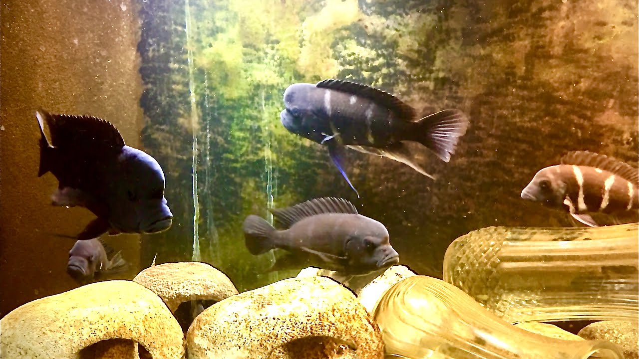 Frontosa Colony Aquarium!