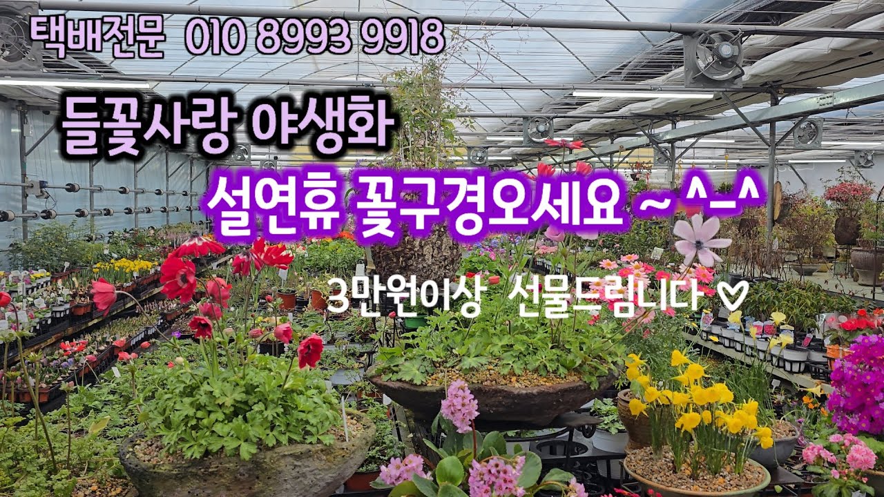 #들꽃사랑야생화 #전국택배01089939918#연주우휴#설연휴중3만원이상 고객님께 선물증정