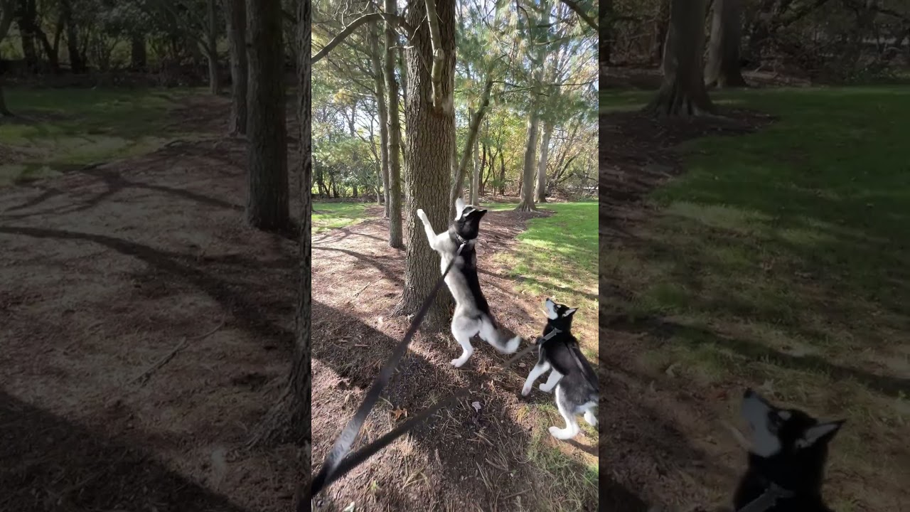 dog catches a squirrel 🐿️ can&rsquo;t believe I was recording this&hellip;