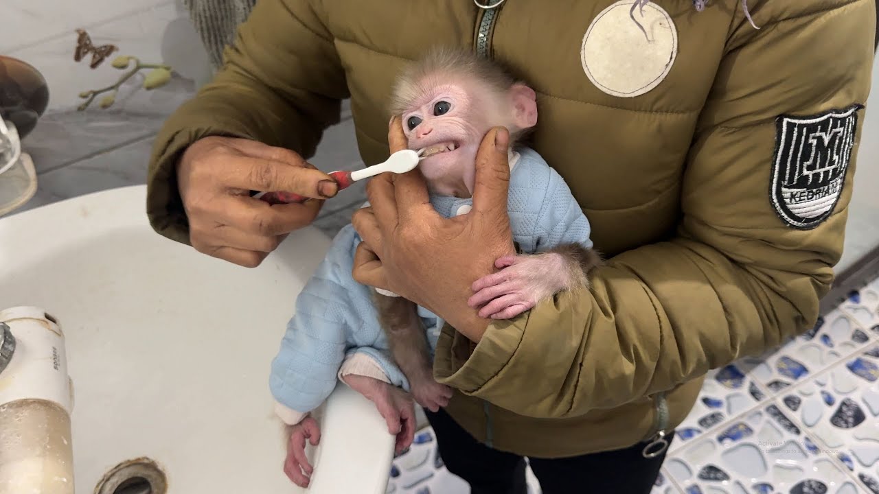Baby Monkey Titi wakes your baby up to brush their teeth and drink milk