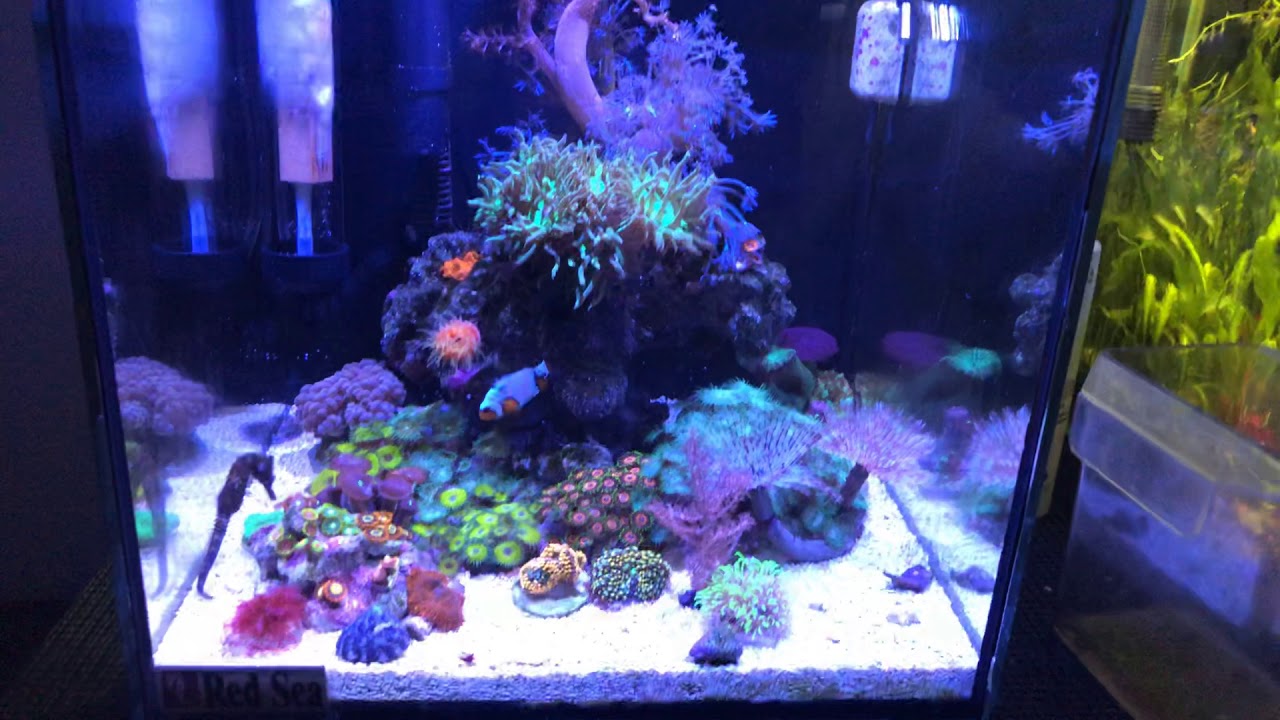 My secret to a successful reef tank
