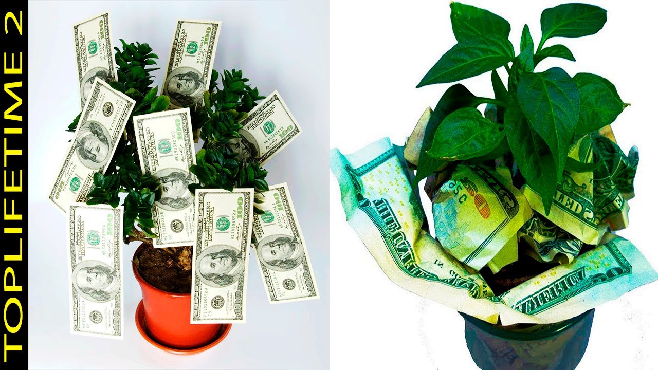 11 Plantas Que Increíblemente Atraen Dinero