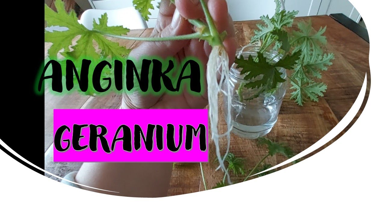 🪴 Rozmnażanie GERANIUM | EASY Geranium Propagation | How to grow Lemon Geranium from cuttings?