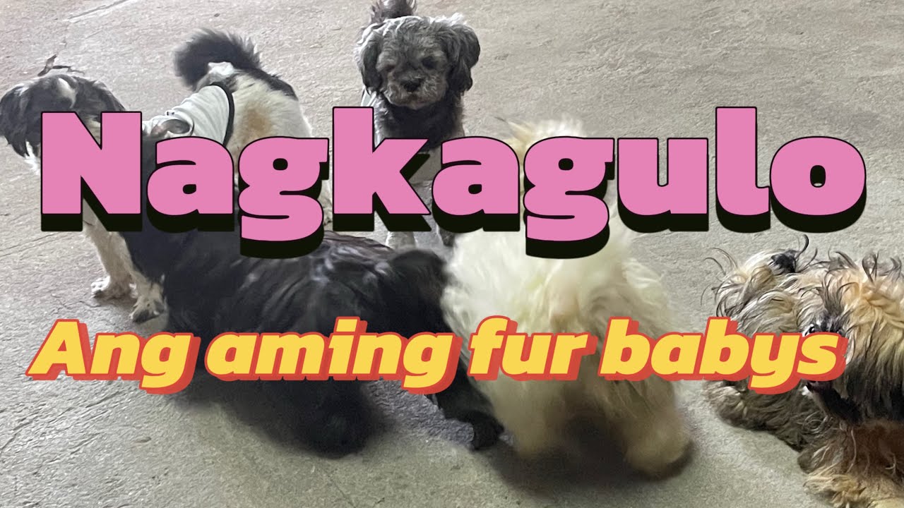 Update po sa mga fur babys namin #shihtzu