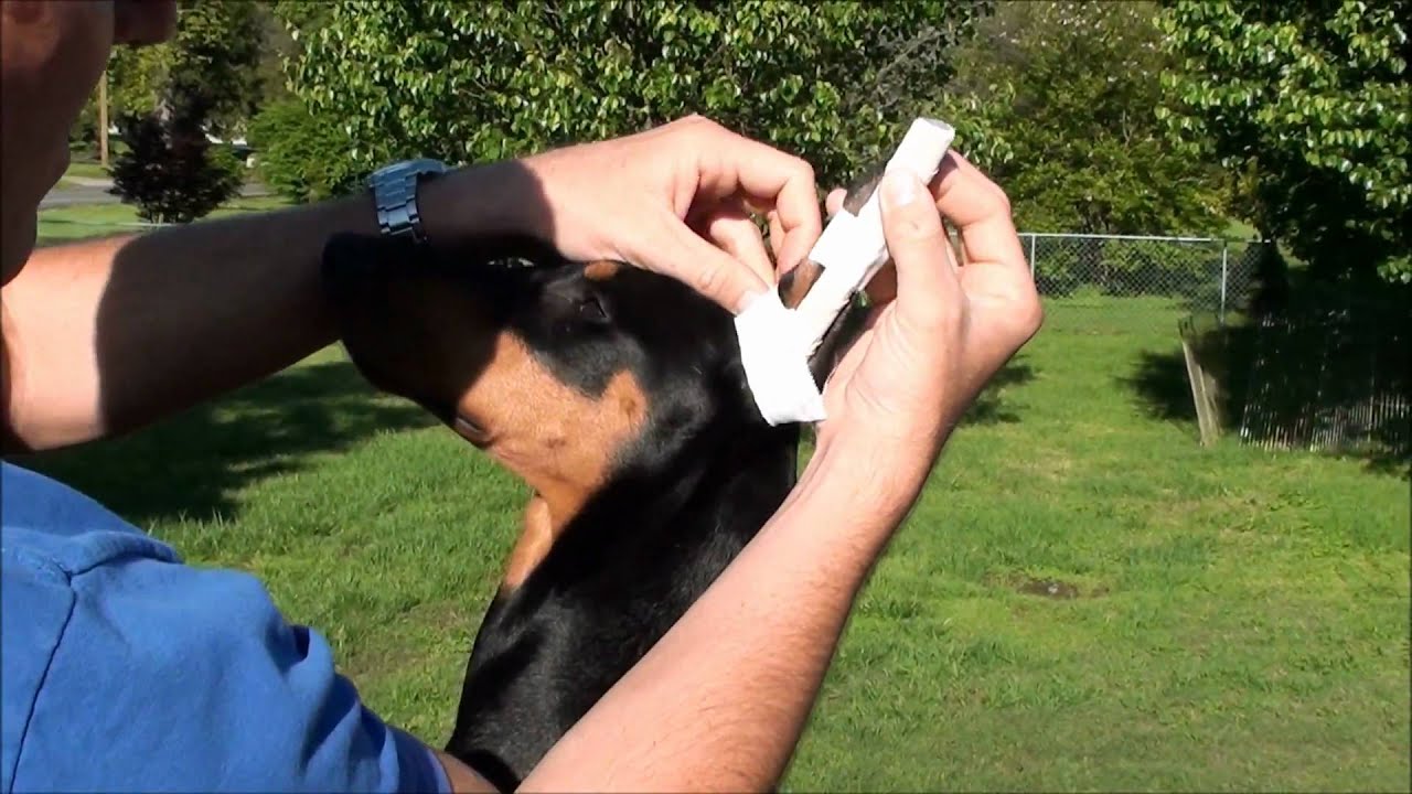 How to properly wrap Dobermans ears (PART 2)