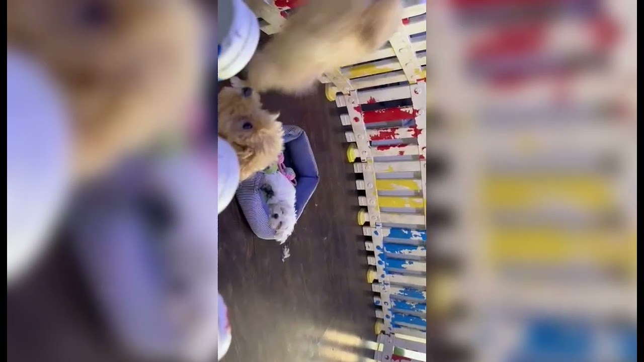 BIRDS AND PET SHOP IN AL WARSAN AQUARIUM / DUBAI AQUARIUM / FISH AQUARIUM AND ANIMALS FOR SALE 