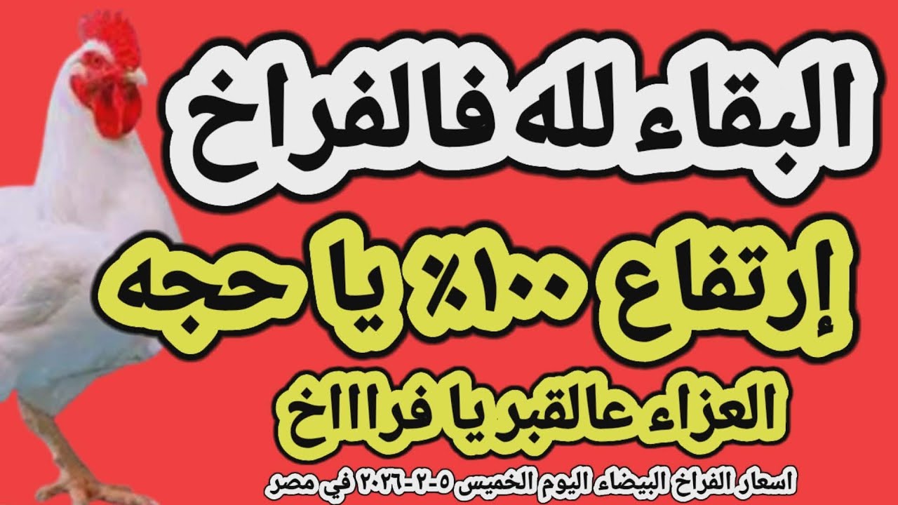 اسعار الفراخ البيضاء اليوم/ سعر الفراخ البيضاء اليوم الخميس ٥-٢-٢٠٢٦ في مصر جمله وقطاعي