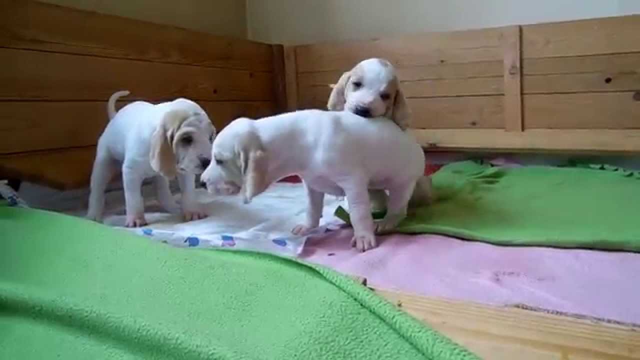 Porcelaine puppies 4 weeks