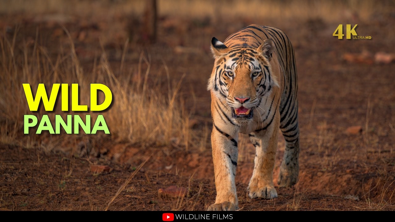 Unseen Panna | Tigers & Rare Wildlife | Indian Wildlife 4K