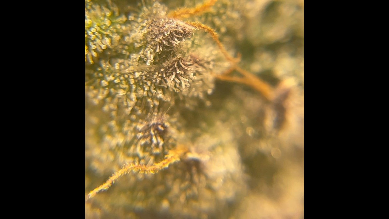 Ben & Garys chopped at day 47 flower
