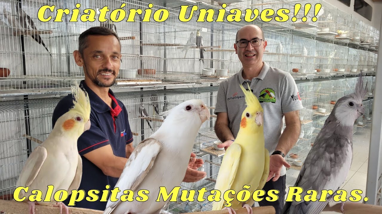 UNIAVES COM CALOPSITAS RARAS EM SEU PLANTEL!!!