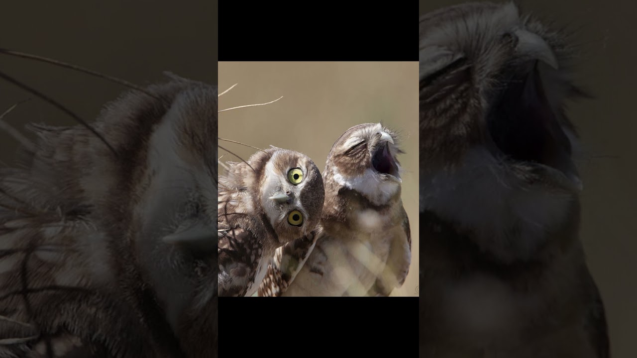 Burrowing Owl 