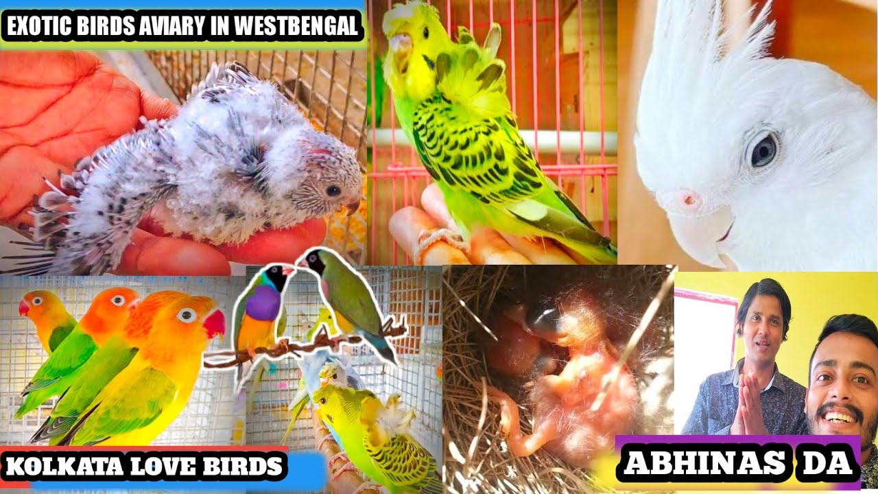 Met With Kolkata Love birds ,Abhinas da  | Kolkata Love Bird's | Exotic Birds Aviary🔥