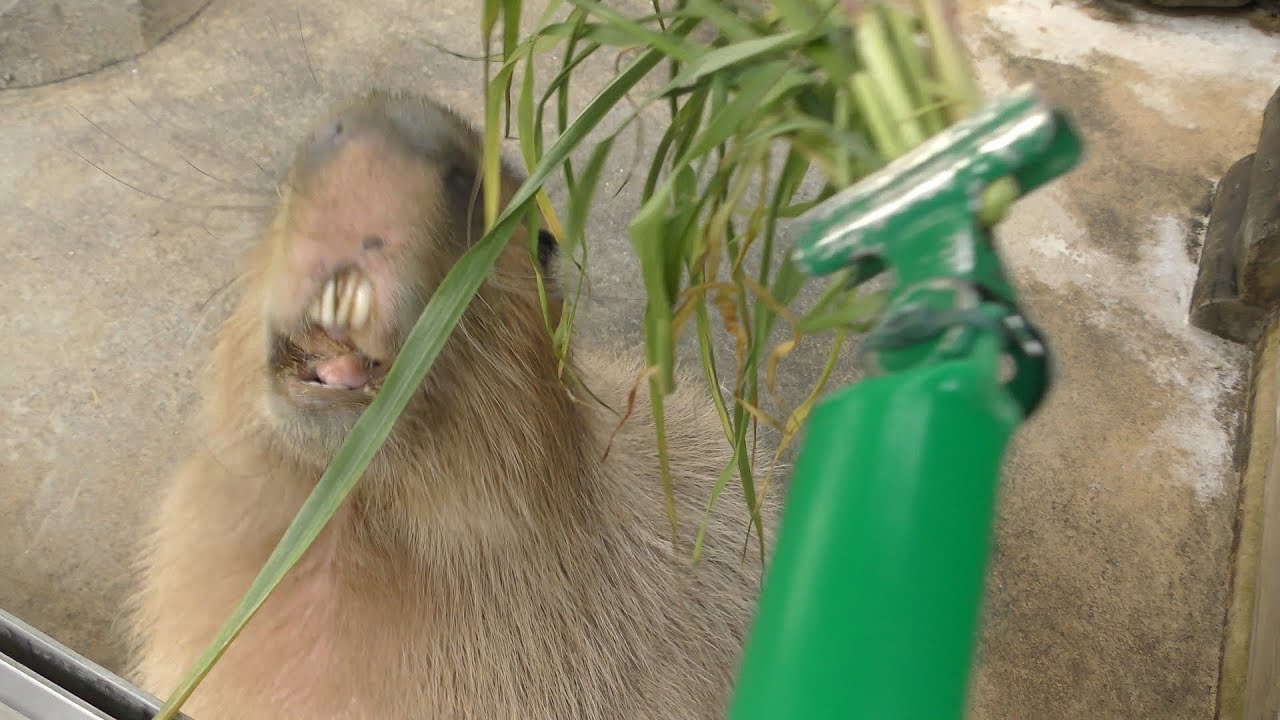 カピバラ (世界淡水魚園水族館 アクア・トト ぎふ) 2019年1月25日