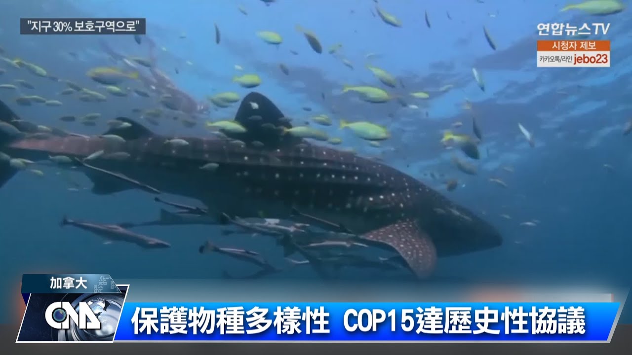 保護物種多樣性 COP15達歷史性協議｜中央社影音新聞