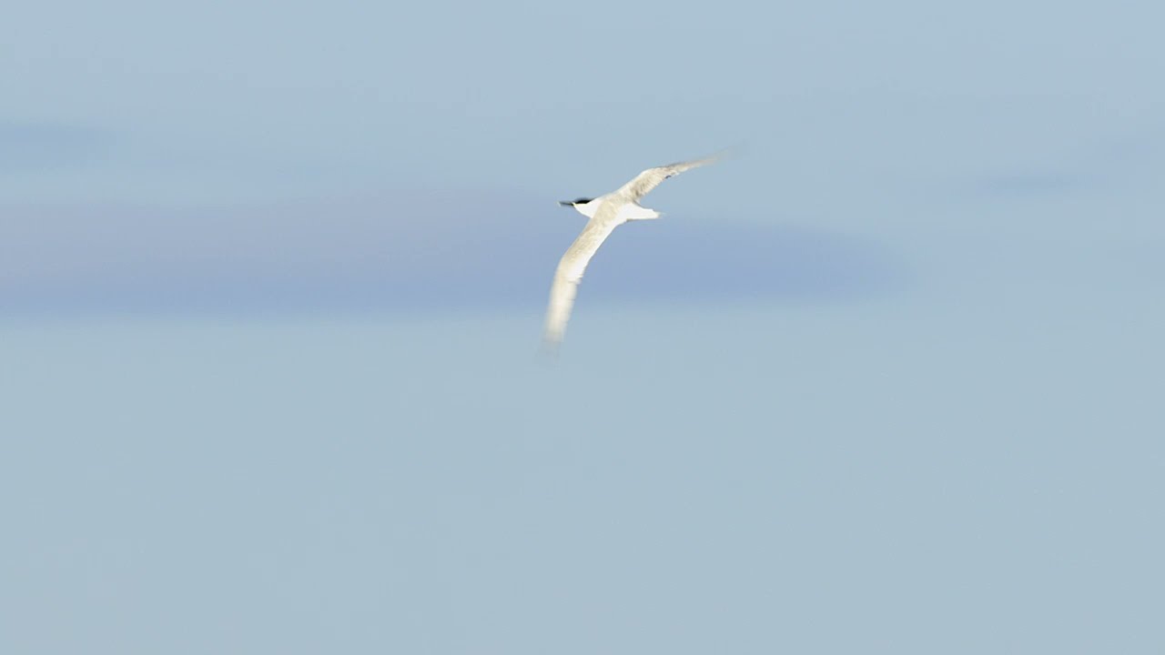Sandwich Tern (Sterna sandvicensis) - flying and calling @ Ythan River