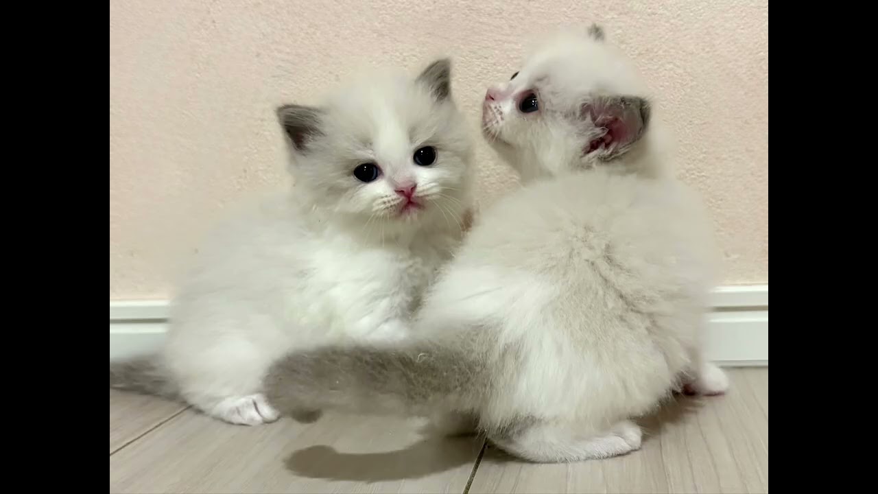 ミランちゃんの生まれた日から卒業まで💖