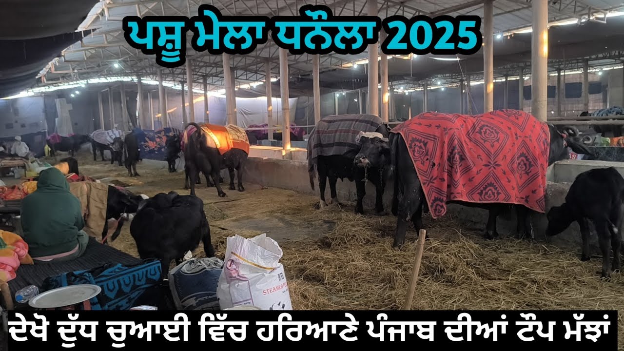 ਪਸ਼ੂ ਮੇਲਾ ਧਨੌਲਾ 2025 ਦੇਖੋ ਦੁੱਧ ਚੁਆਈ ਵਿੱਚ ਹਰਿਆਣੇ ਪੰਜਾਬ ਦੀਆਂ ਟੌਪ ਮੱਝਾਂ ਝੋਟੀਆਂ।pashu mela dhanaula 