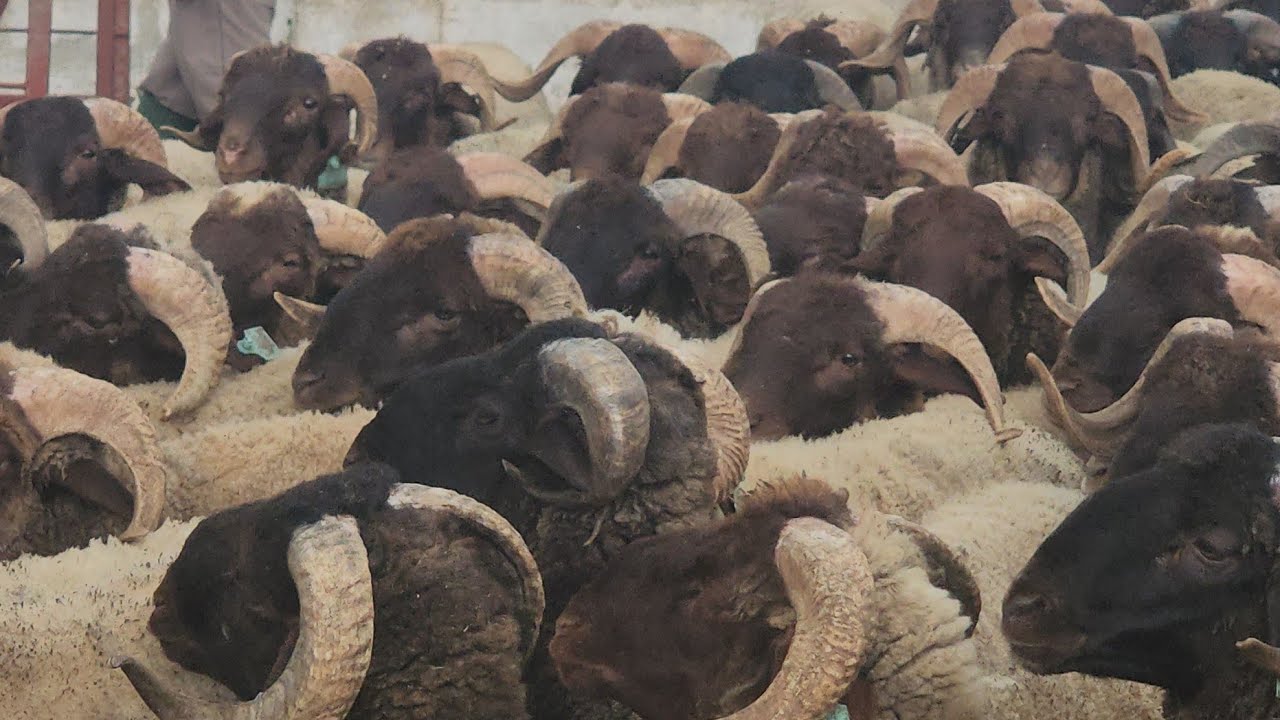 مباشرة من ضيعة بلال 7/3/2026🇲🇦