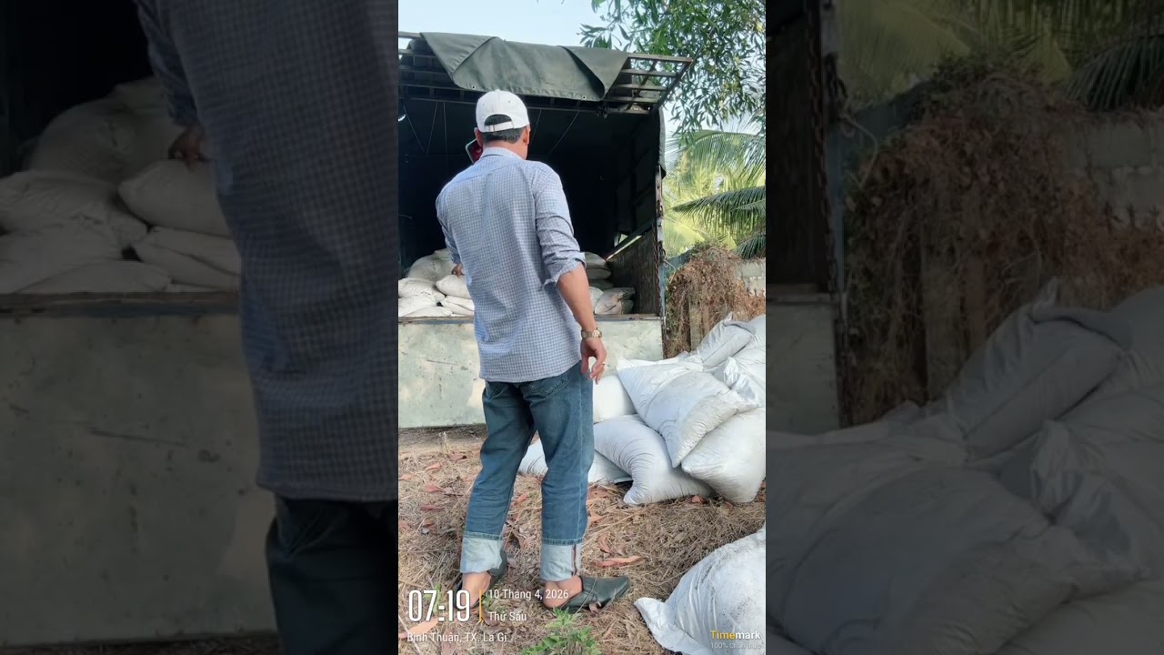 TỔNG QUAN GI&Aacute; THANH LONG H&Ocirc;M NAY TỪ B&Igrave;NH THUẬN VỀ LONG AN TIỀN GIANG, V&Agrave; NHẬN ĐỊNH GI&Aacute; NG&Agrave;Y MAI 