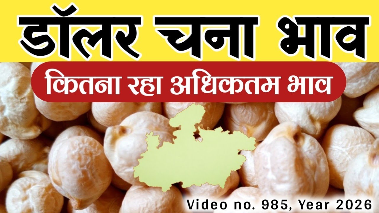 MP Mandi Dollar Chana Bhav Today | किस मंडी में सबसे ज्यादा भाव | Kabuli chana rate 7 February