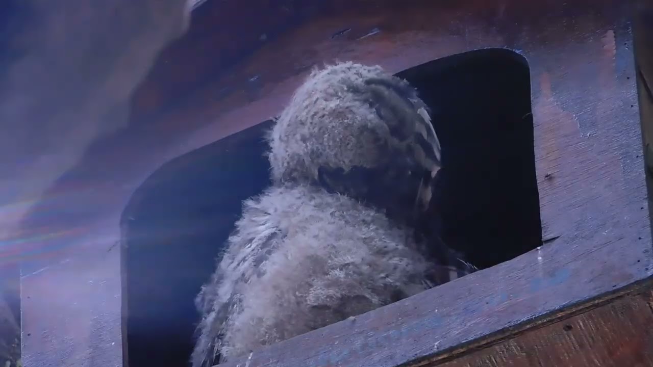 African Spotted Eagle Owl owlet feather development observed in a nest box