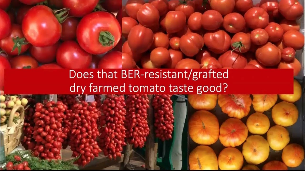 Dry Farming Tomato Variety Trial Update 2021