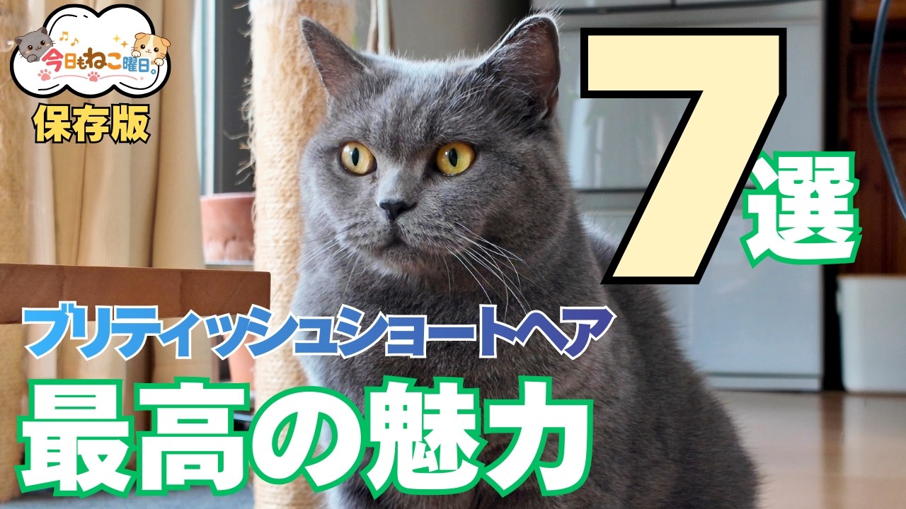 【保存版】ブリティッシュショートヘアと暮らして分かった最高の魅力7選