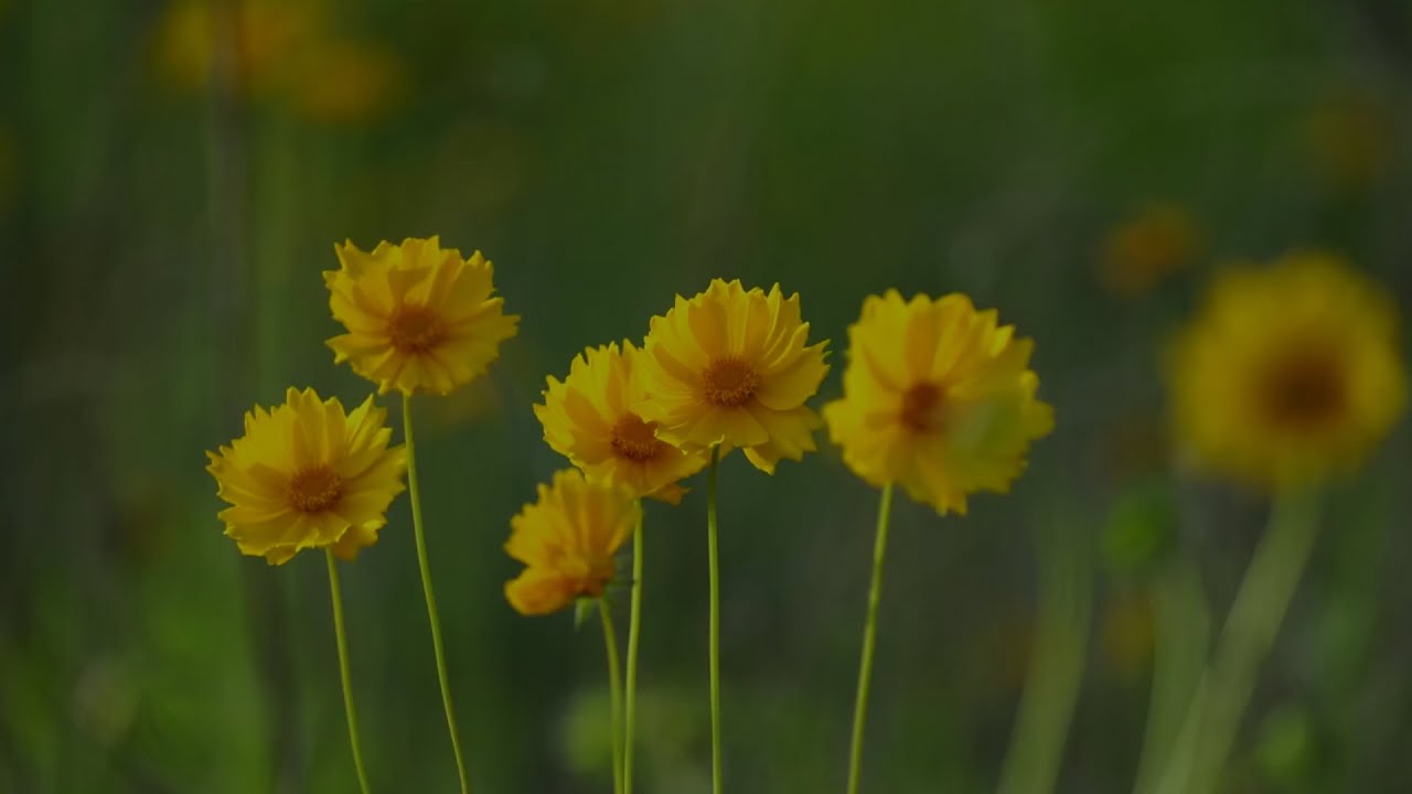 AMOR EXCELENTE  1  Corintios 13. | Música cristiana de adoración a Dios