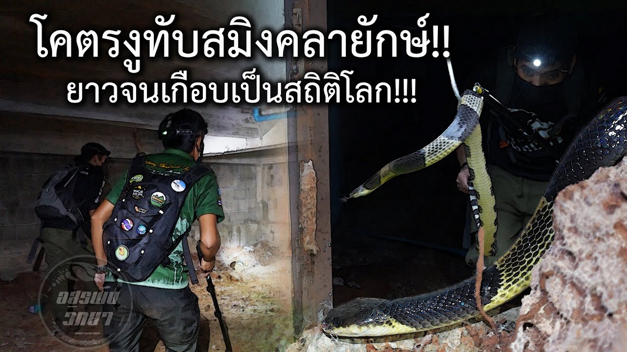 งูทับสมิงคลายักษ์ ยาวจนเกือบเป็นสถิติโลก!! อสรพิษวิทยา EP.230